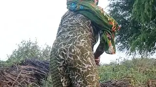  खेतों में वीडियो बना रही है सब लोग हमें देख रहे हैं सरसों के लकड़ियाँ कैसी होती है?#tannuyadav 