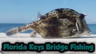 Florida Keys Bridge Fishing