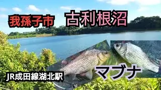 葛飾クチボソ釣行2025-07-30古利根沼マブナ