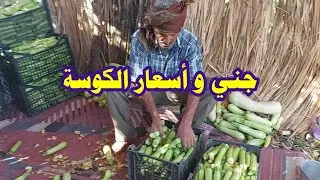 الفرق بين جني الكوسة والخيار واسعار الكوسة