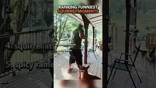 ranking funniest squirrel moments