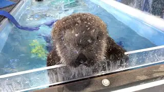 Kelp And Sea Otters Go Together
