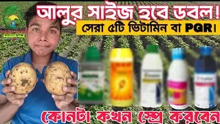 আলুর সাইজ ও ওজন বাড়ানোর ৫টি জাদুকরী PGR | Potato Growth Regulator Spray