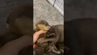 Baby otter hugs and snuggles mom