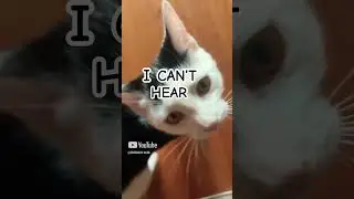 I will never quit, I will never listen to haters, just don&rsquo;t waste your time. #cat #intrigue #nohate