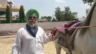 For Sale Stallion shansha majhuke blood line da shokin baste tofa Owner Kuldeep Singh  9814739021