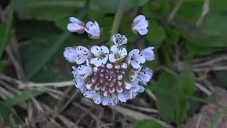 Alpine pennygrass