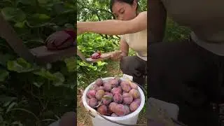Fresh plum picking process