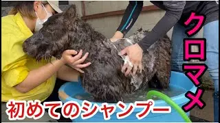 ミニチュアホースのクロマメの撮影前のシャンプー