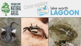 ERM Virtual Field Trip: Lake Worth Lagoon