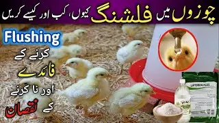 Flushing in chicks | Day old chick care | Chicken flushing | poultry flushing | Ahmad Farming
