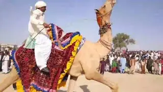 Camel Race | Camel dance | Camel lifestyle | Camel desert life | #camel#viralvideo#enjoy #cameldance