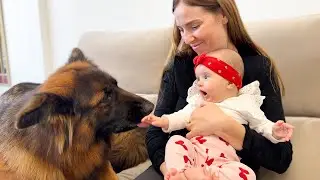 Baby’s Reaction to a German Shepherd Is Priceless [Cuteness Overload]