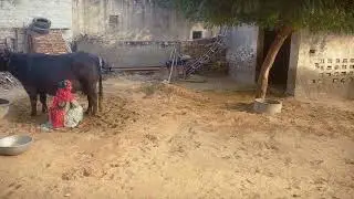 गांव की असली जिंदगी_Buffalo Milk Extraction