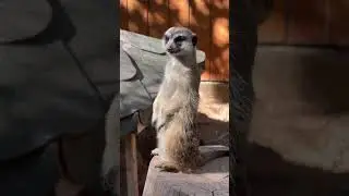 The transformation of animals #mouse #pig #weasel #animals