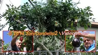 Francesco Mangano, l'uomo che si è fatto l'orto sull'albero - by ToniCondello2