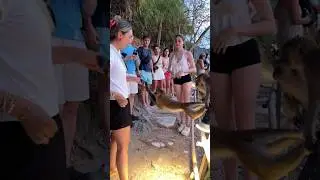 Monkey trail,Ao Nang🇹🇭 #shorts  #short  #shortsfeed #shortvideo #travel #thailand #krabi
