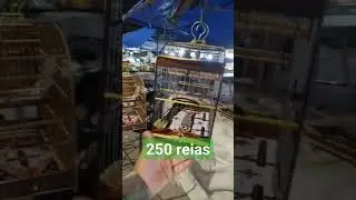 baianinha padr&atilde;o torneio reduzida 250 reias #baianinha #gaiola #padraotorneio