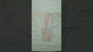 reproduction orange in pelvic // 📚anatomy and physiology 👍🫀🫁🌅
