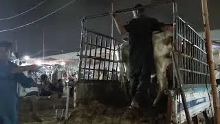 Cow unloading at Lyari bakra piri