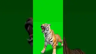 Tiger green screen video copyright free download.. #green #greenscreen #new  #news #cartoon