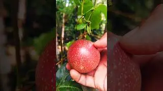 small vs normal #rarefruit