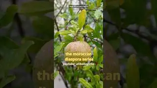 the moroccan diaspora series trailer!!!