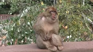 Wild Monkeys at Ouzoud Falls Upper Level in Morocco, December 2025, 4K video
