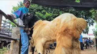 1.200 !! Bligon Super Harga Murah Meriah !! Pasar Kambing Tuban 