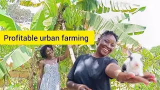Turn your city home into a profitable urban farming ground the results will surprise you.