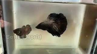 Part - 1 New stock Unboxing Offer sale 🤩 limited stock #trending #bettafish #importedfish #shorts
