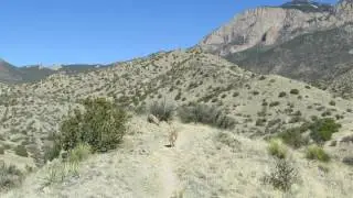 Simba Aryeh hanging out in the Sandia Mountains (02/20/2016)