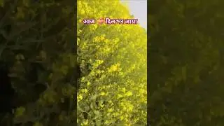 Rainbow Farm Fun! 🌈 Visiting a Vibrant & Colorful Farm!  |अखियां में तुम बस जा |