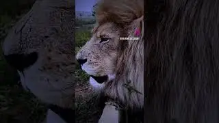 EYE AM THE KING OF EVERYTHING #shortsviral#fypviral#fyp4U#fypyoutube#cats#bigcat