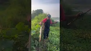 #fishing #fish #kerala #ഹെവി #progg monster..... ഹെവി ചേറുമീൻ.. amazing Fishing 😍😍😍😍