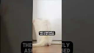 Does My Ferret Like Me? Signs They Do!