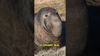 5 of The Ugliest Animals in The World