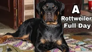 Life With A Rottweiler || Dog Can Talk Part 7 || Roxy || Review reloaded