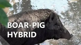 Boar - Pig Hybrids roam through a mangrove forest - Film/Video Production, Cameraman Vietnam