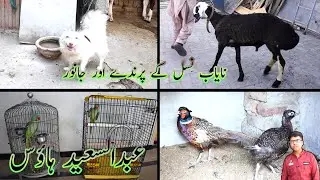 Saeed House Jis ma wo Apna Shok Dikha Raha Hain /Nayab Nasal ka Dumba😱