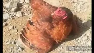 chicken leg paralysis treatment Urdu Hindi