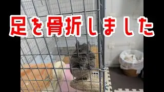 【デグー】ぴの助が右足を骨折しました