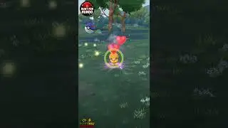 Wild Hundo Torchic Secured! Another One for the Pok&eacute;Zone 🏆