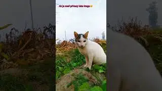 🤣😂Bilu speaking🗣️ Malik Ne Meri sari privacy leek  ke hui hai YouTube per🤣😂 #cat #youtubeshortskalu
