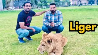 Liger wapsi Multan a gya &hellip; Faizi wildlife & WWF Deal Complete 🤩🦁