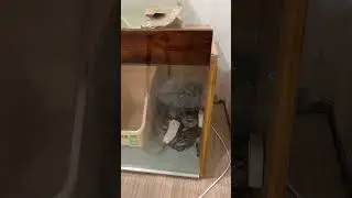 Кормление императорского удава boa constrictor imperator таймлапс