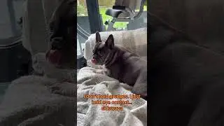 #FrenchieLife #FrenchieLove #FrenchieNation #FrenchieGram #FrenchieWorld #FrenchieObsessed #Frenchie