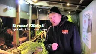 Conservation Week 2013 - Sirocco Kakapo
