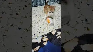 simpi ka Play #cat #funny #kitten #pets #catlovers #catvideos #like #reels #subscribe#please#please
