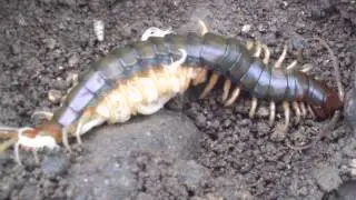 Centipede with her babies